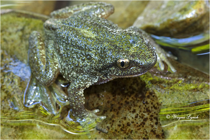 Rocky Mountain Tailed Frog 105 by Dr. Wayne Lynch &copy;